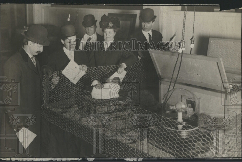 1909 Electric hen on the Job - Historic Images