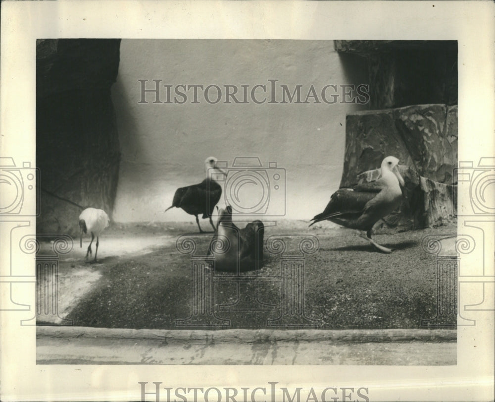 1935 Albatross largest sea going bird - Historic Images