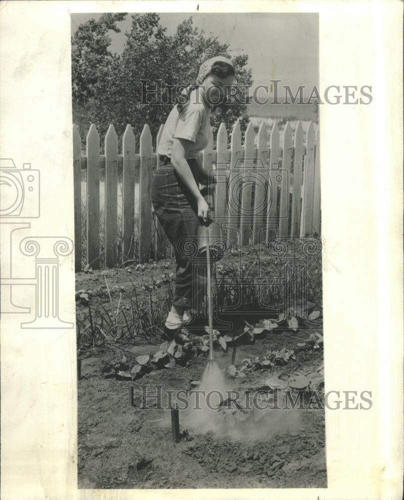 1958 Gardner spraying pesticides on plants - Historic Images