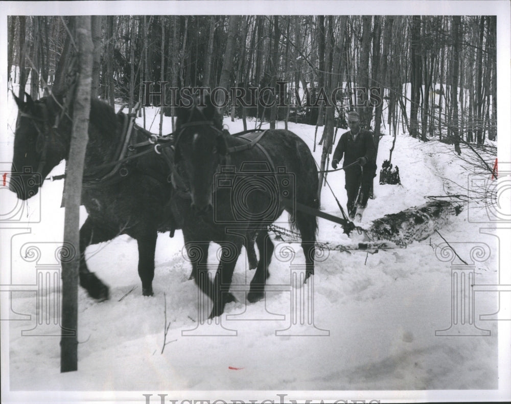 1952 Old Horse Hauling Timber Snow  - Historic Images