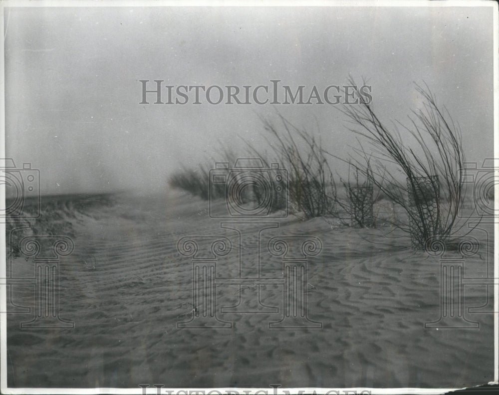 1937 Press Photo Trees - Historic Images