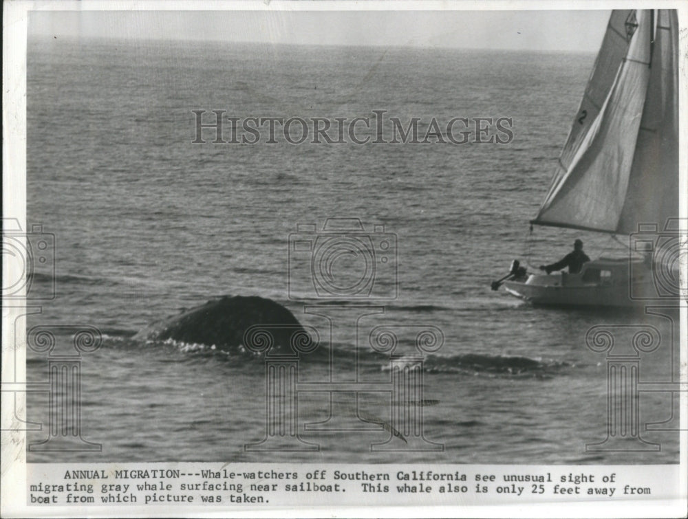 1967 Whale Watchers Southern Gray Whale - Historic Images