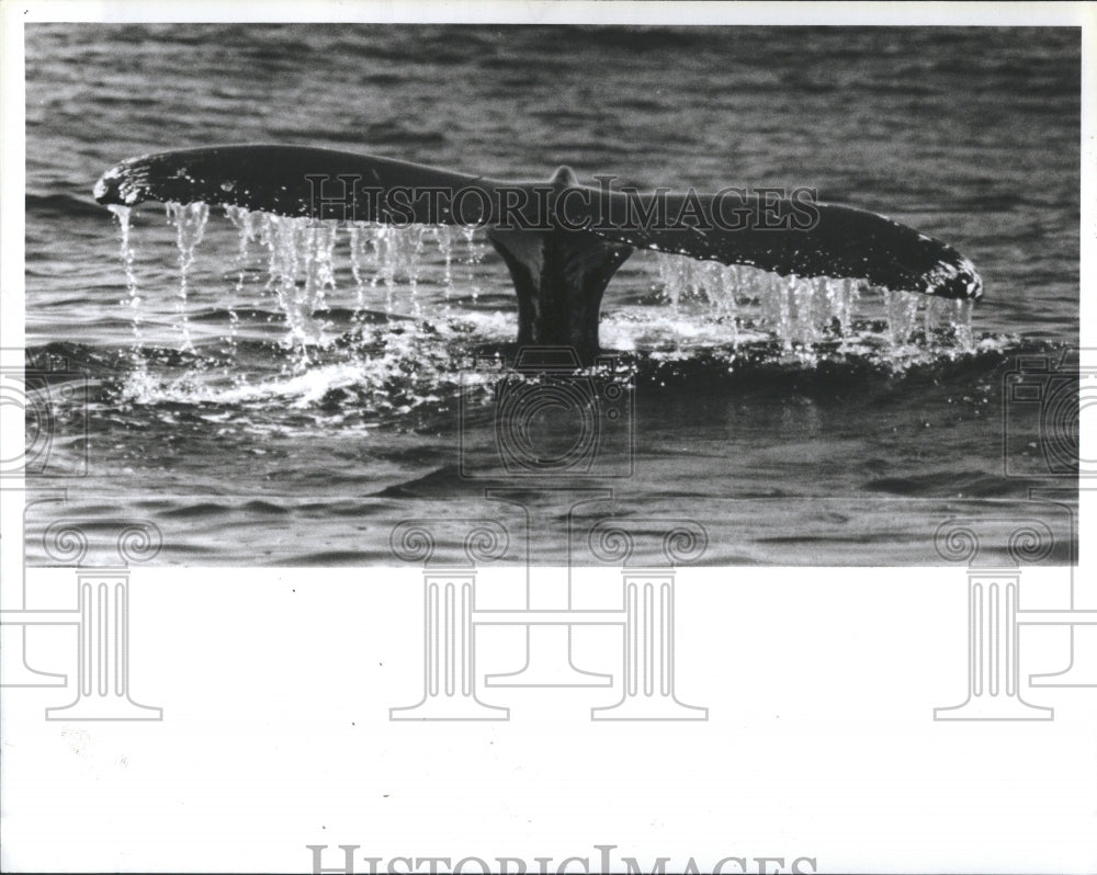 1986 Whales Mass humpback water Staff - Historic Images