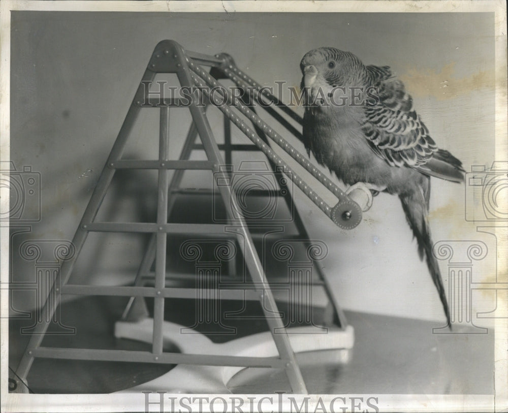 1954 Parakeet - Historic Images