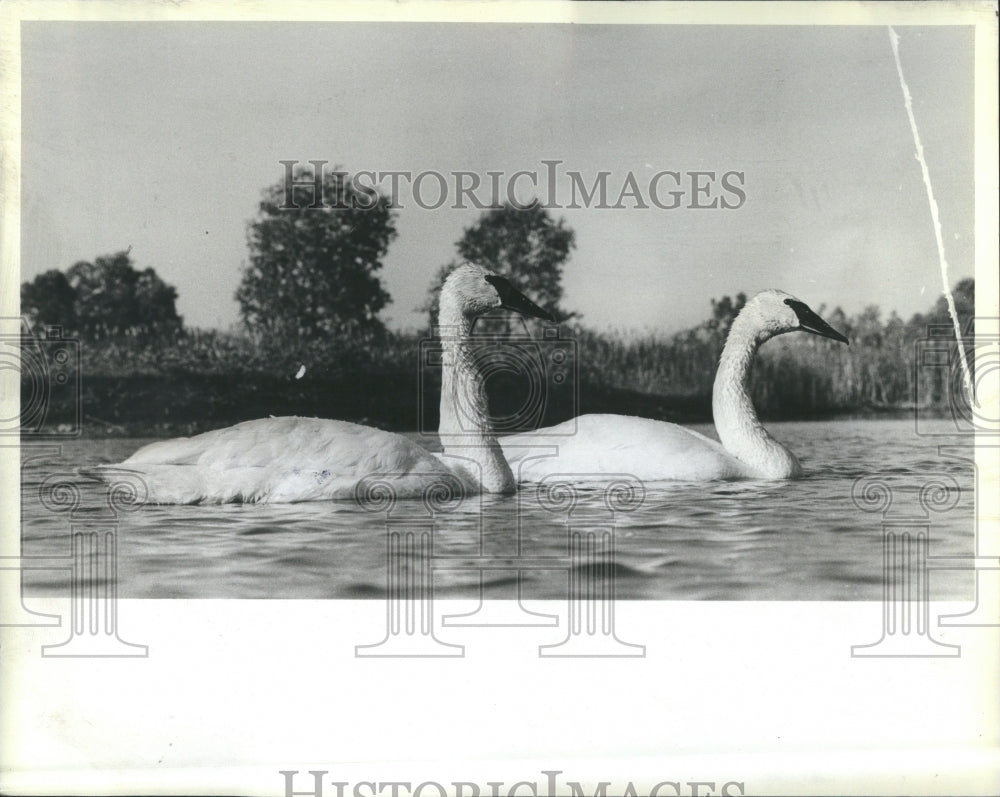 1983 Chicago Brookfield Zoo Endangered Swan - Historic Images