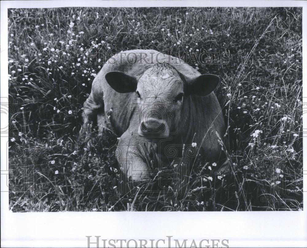 1979 Prominent Genus Type Large Modern Cow - Historic Images