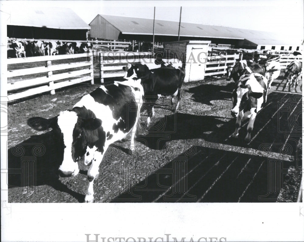 1990 Dairy Farm Coates K Bush Cows State - Historic Images