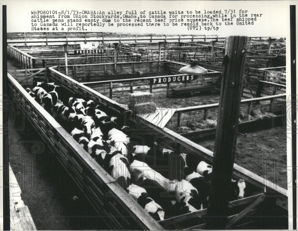 1973 Cattle Shipment Union Stockyards Canad - Historic Images