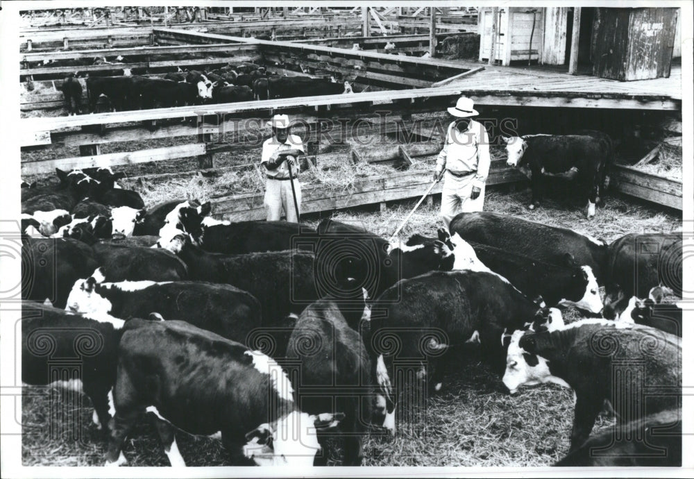 1993 Vateran Cattle Joe Laffe Sas Robpers - Historic Images