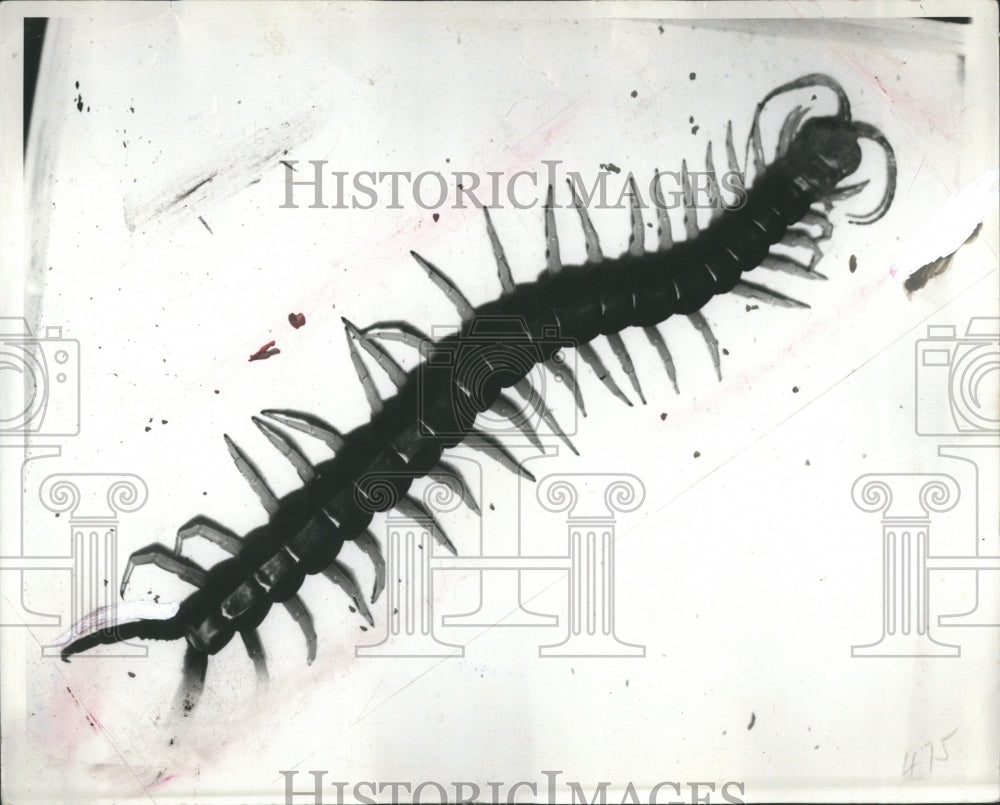 1987 Centipedes Insects Chilopoda Odd Legs - Historic Images