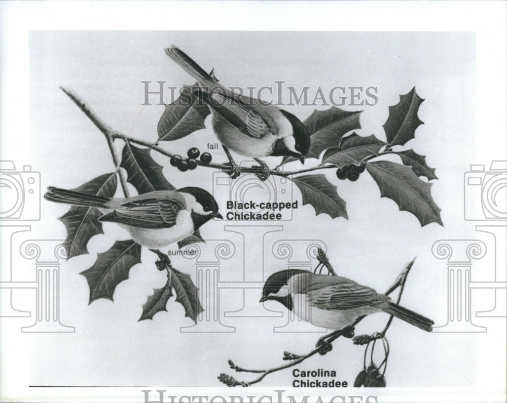 1989 Press Carolina Chickadee BIrds Black Capped - Historic Images