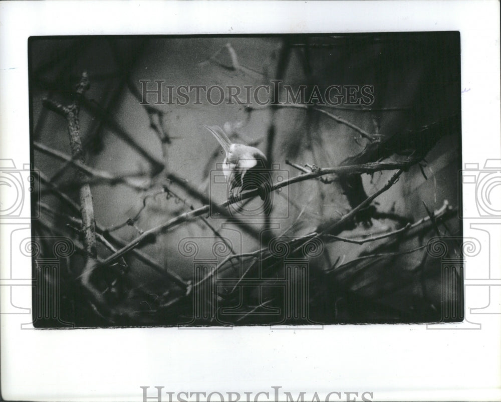1984 Chikades Peck Swamp Grasses White Tail - Historic Images