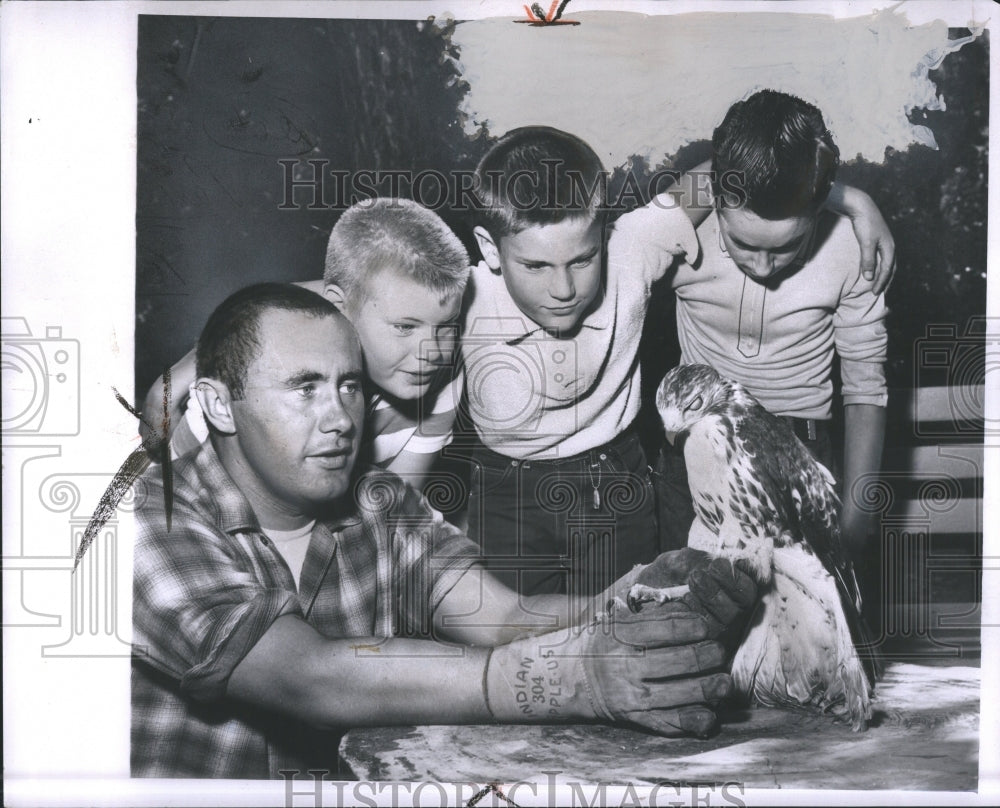 1963 Perch Sparrowhawks Sharp Hawk - Historic Images