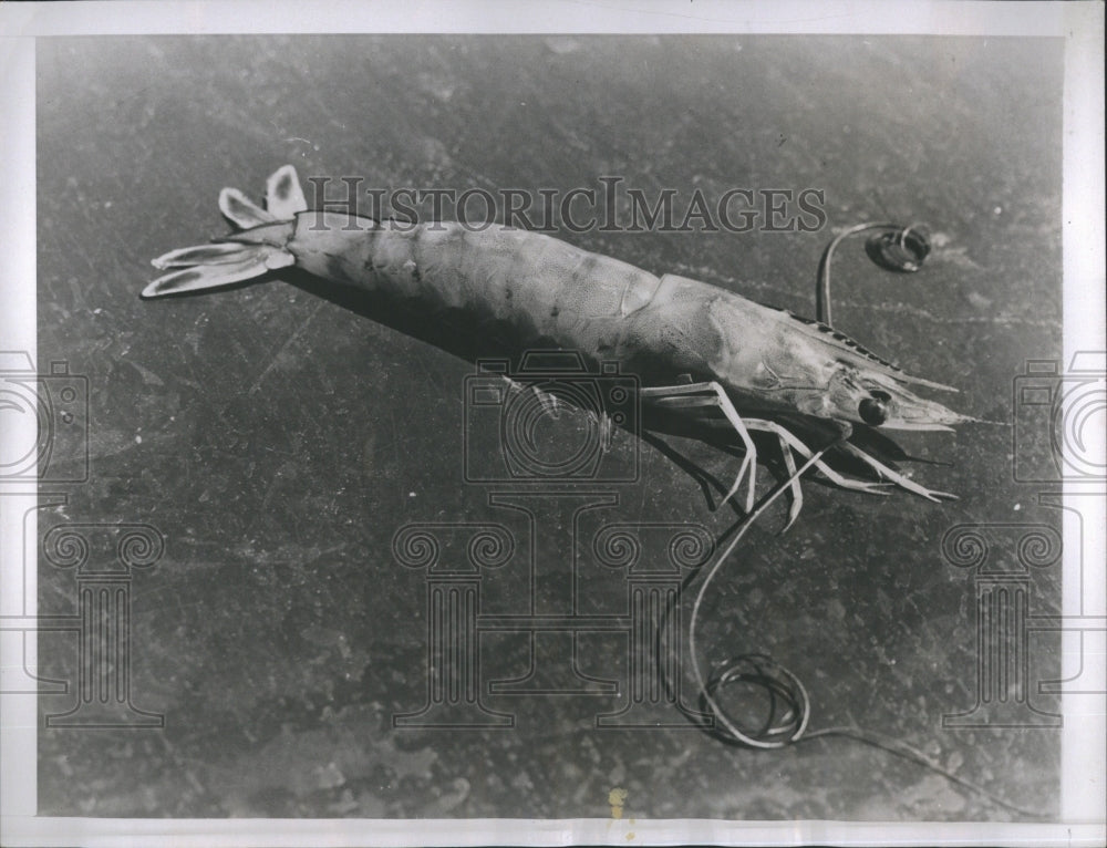 1937 Louisiana Gulf Coast Shrimp  - Historic Images