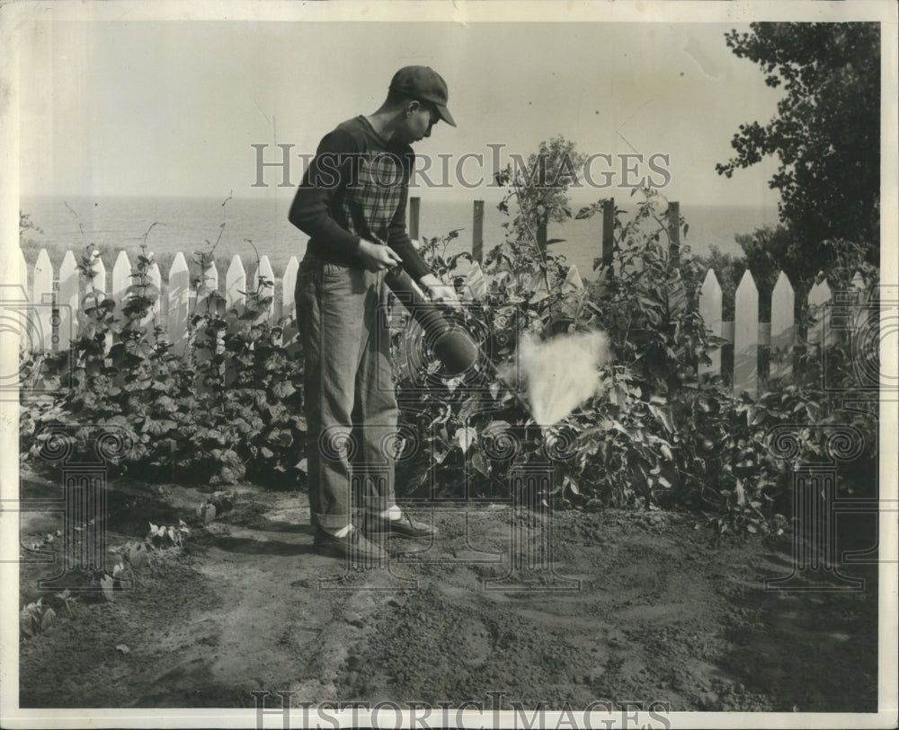 1953 Man Protects Garden From Insects - Historic Images