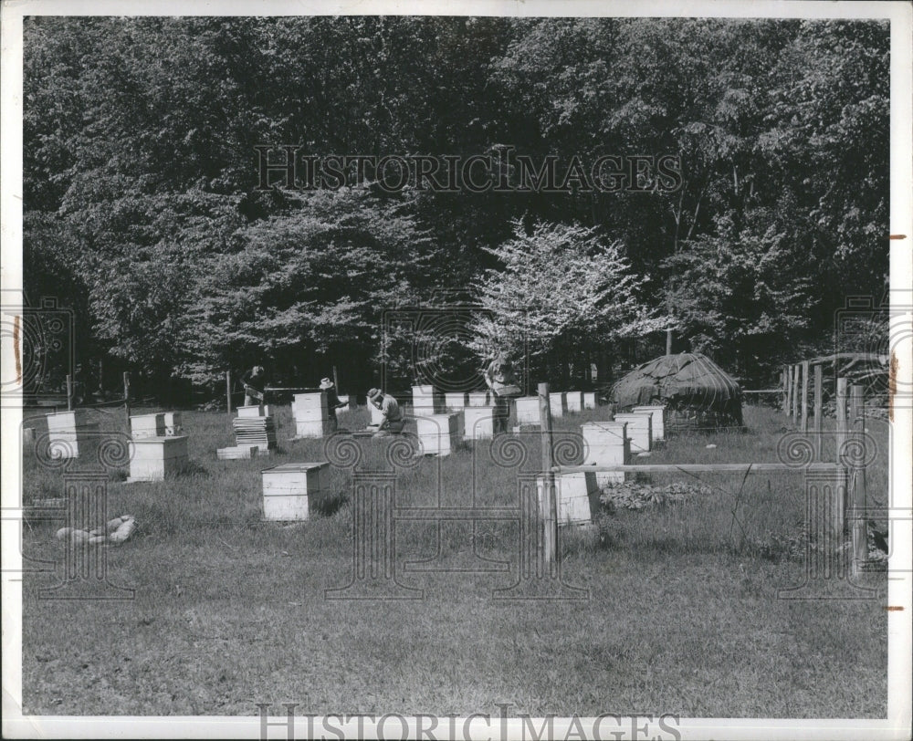 1942 Bee Yard Operation In Michigan - Historic Images