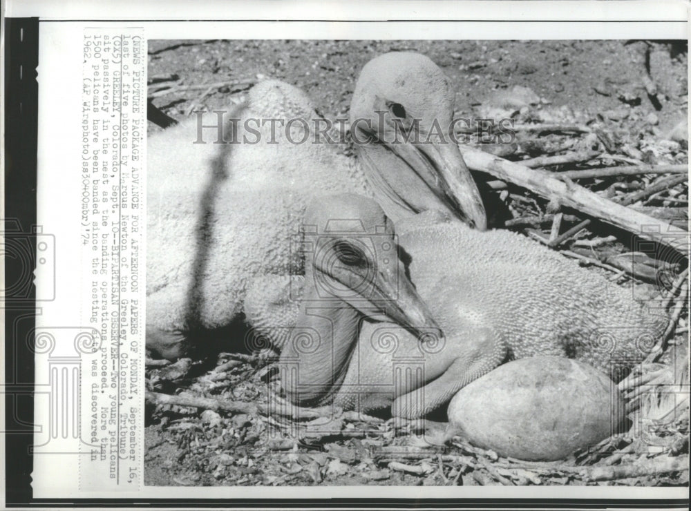 1974 Two Pelican Babies Sit During Banding - Historic Images