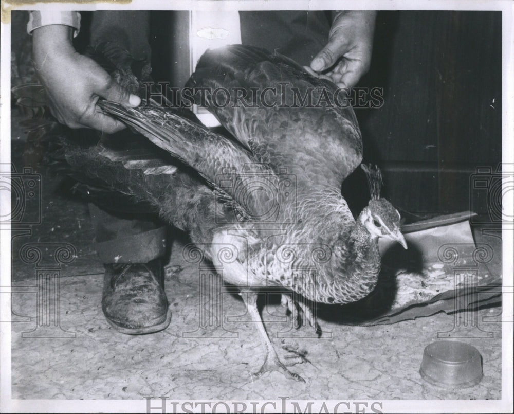 1970 Peacock Found By James Crawford - Historic Images