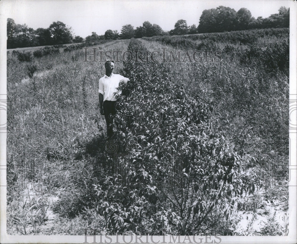 1948 Experimental Peach Trees Michigan Farm - Historic Images