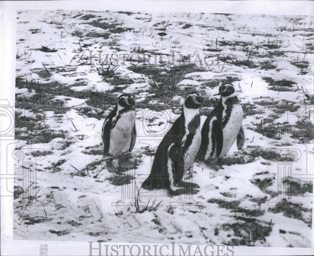 1958 Penguins - Historic Images