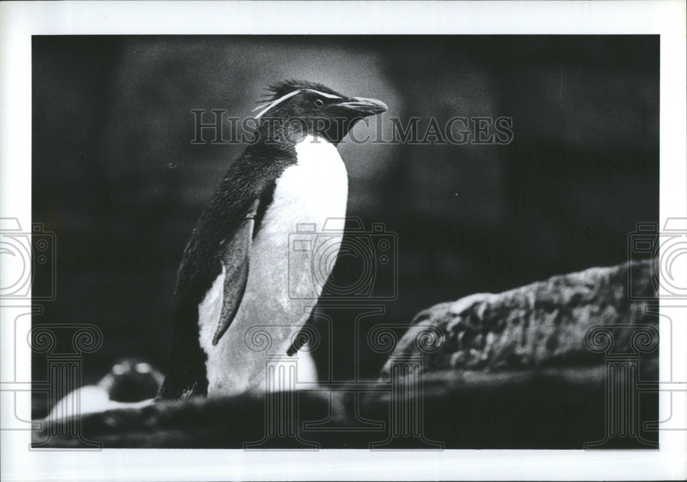 1985 Detroit Zoo Penguins - Historic Images
