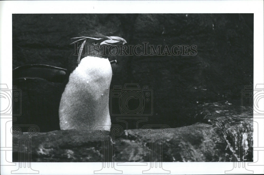 1985 Macaroni Penguin Detroit Zoo - Historic Images