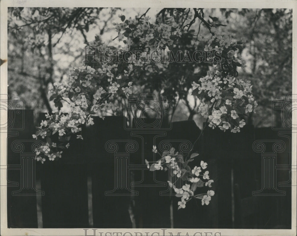 1934 Pear Tree Flowers Blooming - Historic Images