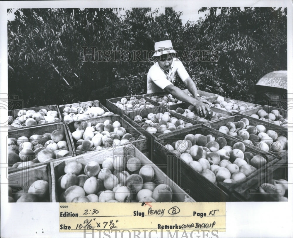 1973 Press Photo Freshly Picked Peaches For Sale - Historic Images