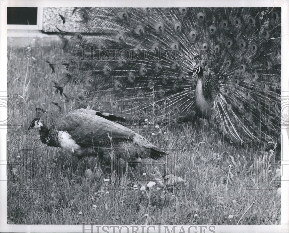 1969 Peacocks Family  - Historic Images