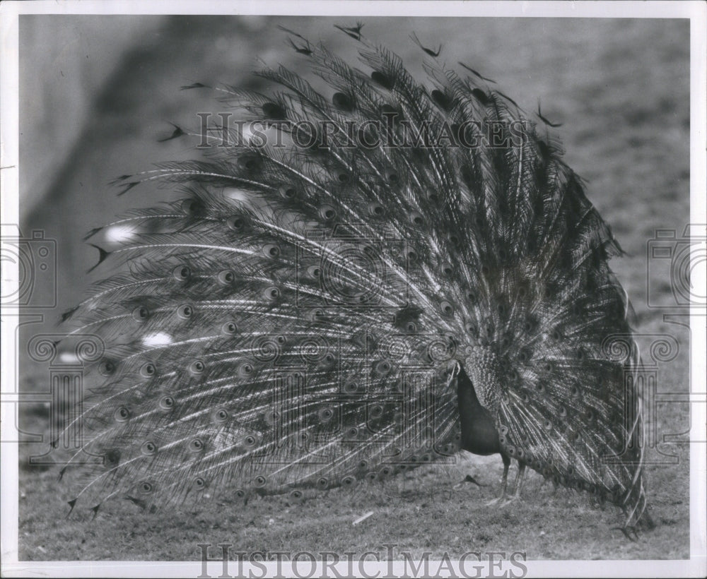 1954 Detroit Zoo Peacock Feather Display - Historic Images
