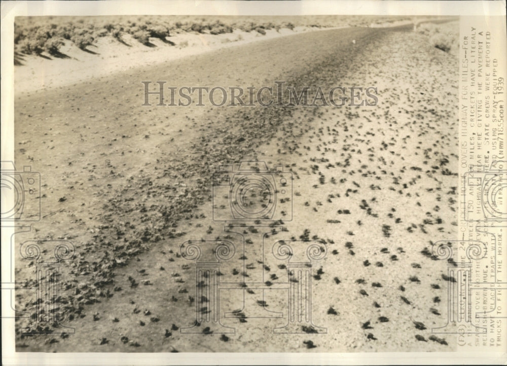 1939 crickets in Elko Nevada :  - Historic Images