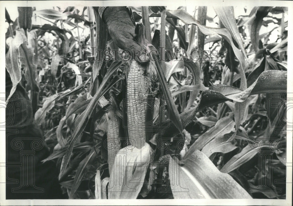 1987 Corn crop - Historic Images