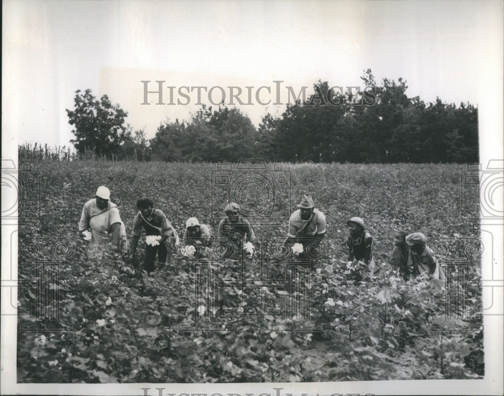 1947 Press Photo Cotton Picking - Historic Images