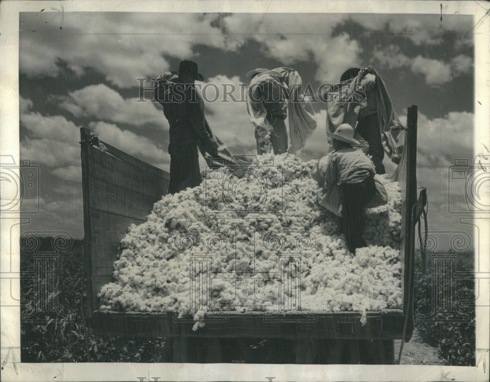 1945 Cotton Underwear Gin - Historic Images