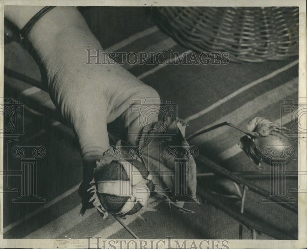1939 Close Up of Hand Holding Cotton Boll - Historic Images