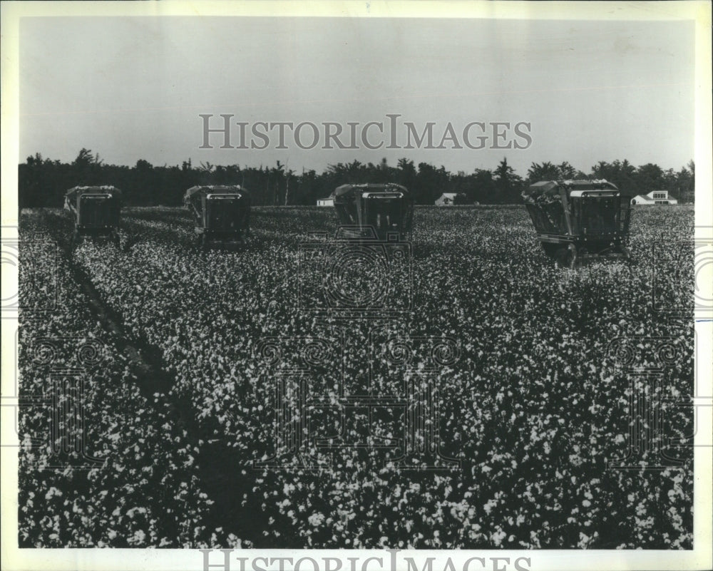 1980 Cotton International Harvester Harvest - Historic Images