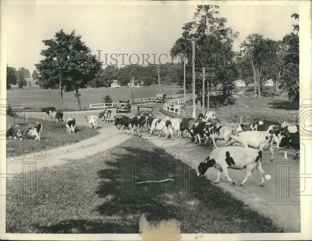 1933 Herd Of Cows  - Historic Images