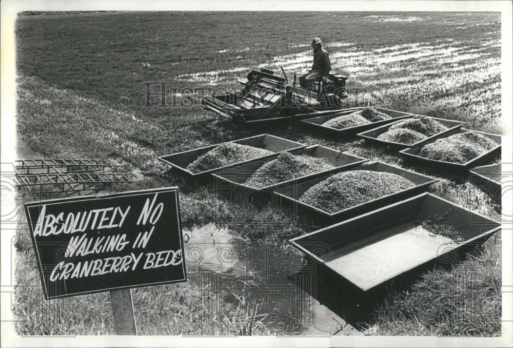 1978 Cranberry Harvest Warrens Festival - Historic Images