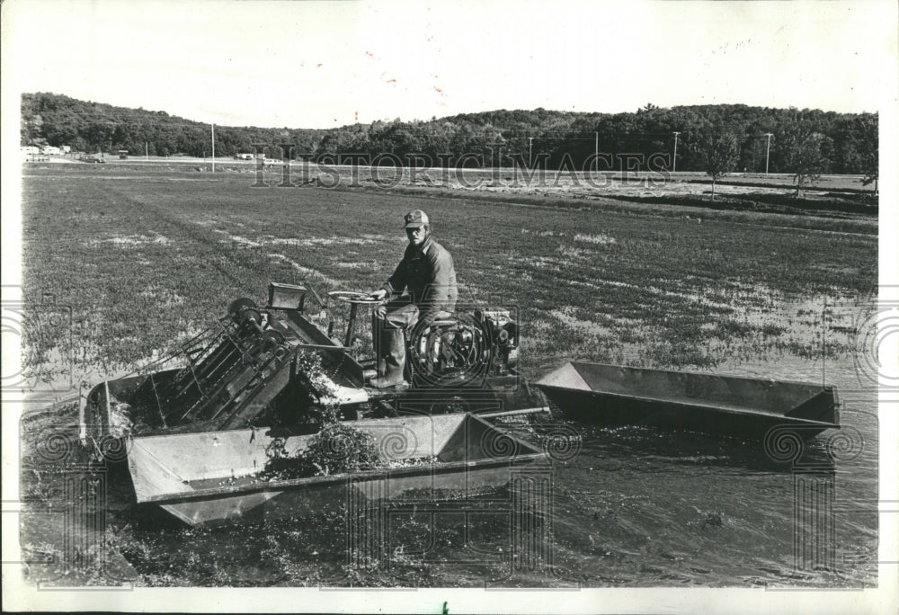 1978 Cranberry harvest in Wisconsin - Historic Images