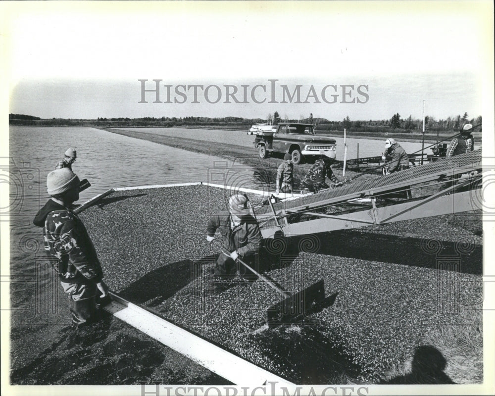 1985 Kurt Lousie Olson Cranberry Farmers - Historic Images