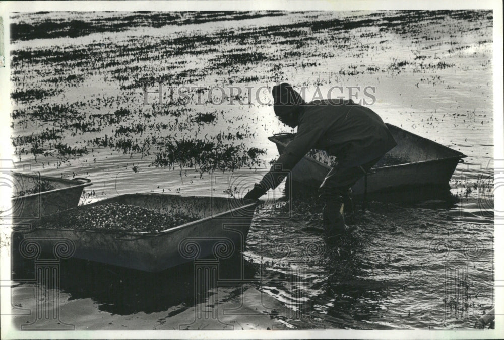 1978 Cranberries Harvest Marsh Wisconsin - Historic Images