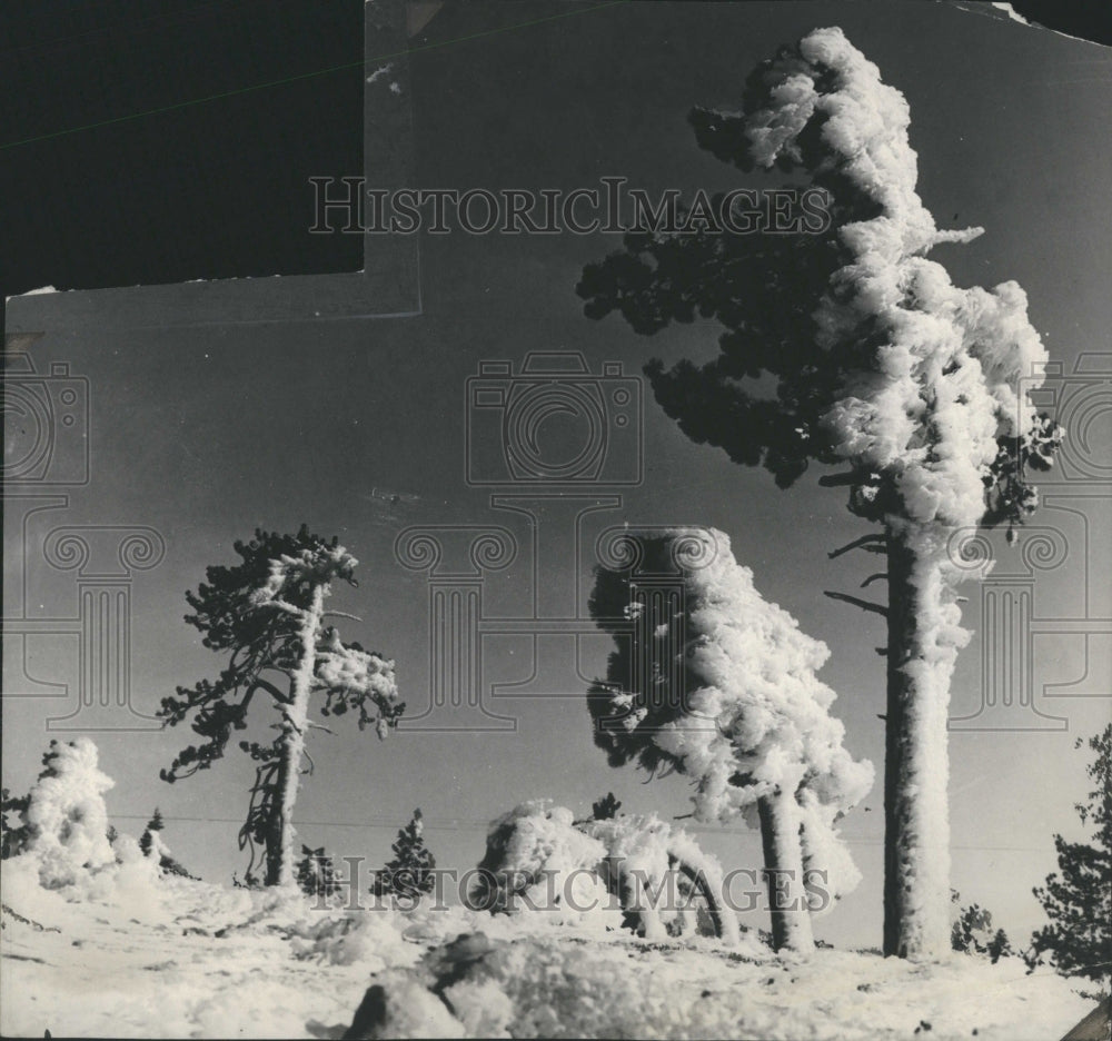 1981 Winter Snow Covered Trees California - Historic Images