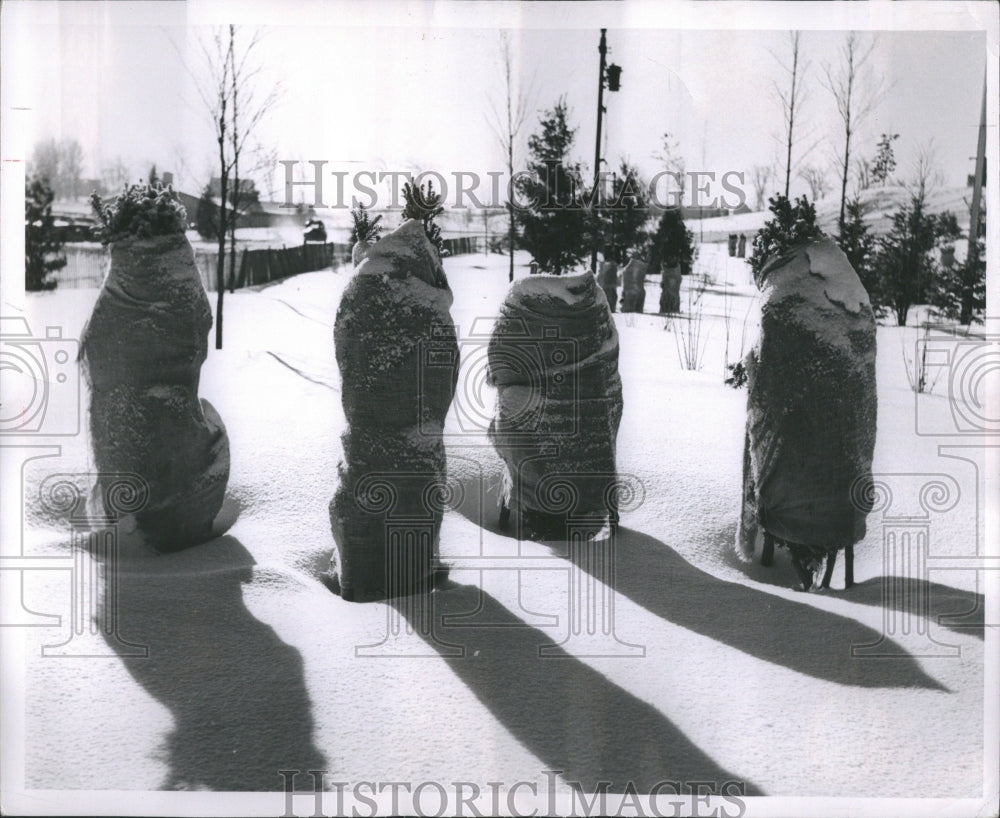 1954 Winter Wraps Erect in Snow at Ski Club - Historic Images