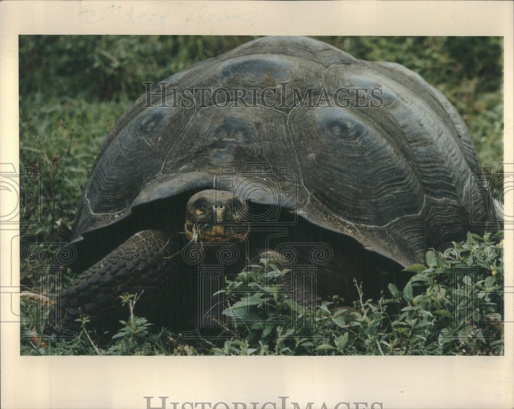 1992 Turtle - Historic Images