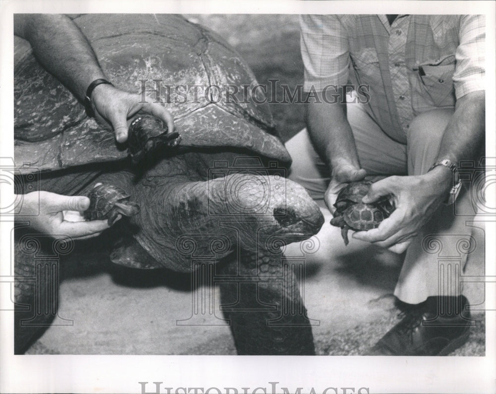 1990 Galapagos Tortoises - Historic Images