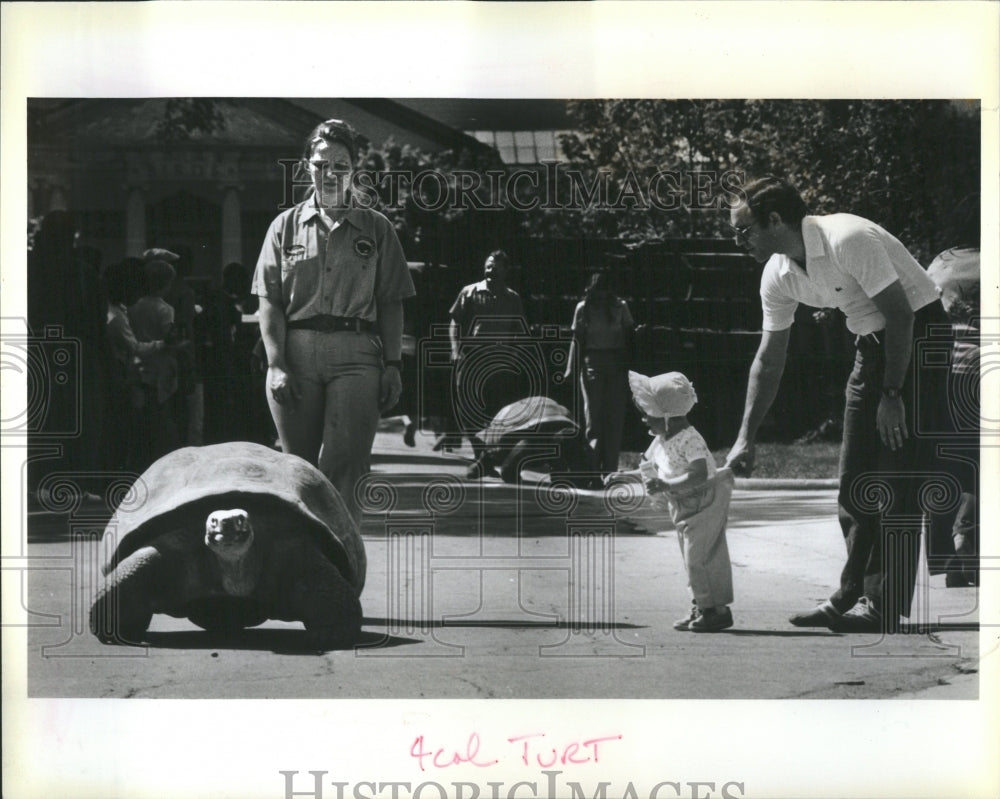 1983 Brook-field Zoo Tortoises - Historic Images