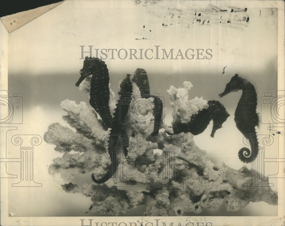 1936 Seahorses - Historic Images