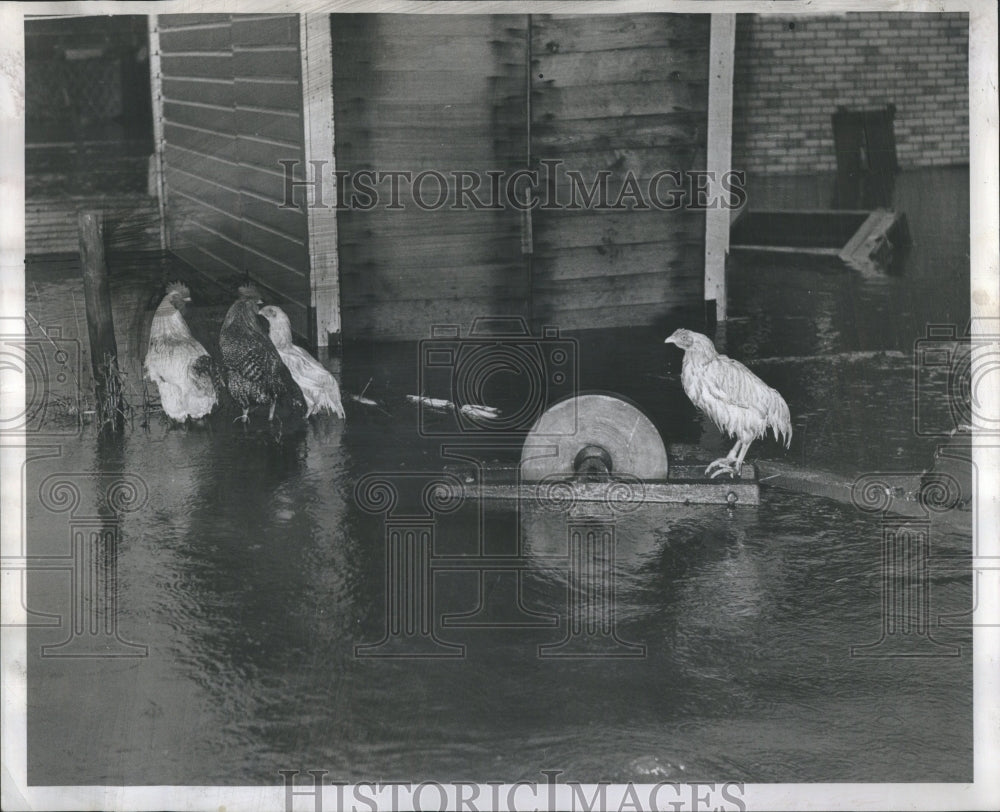 1949 Chickens In Floods Caused By Ice Jams  - Historic Images