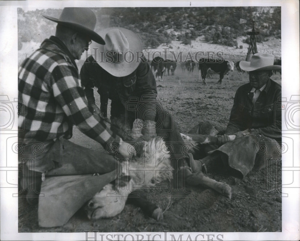 1954 Rev Roger Sherman Assist Calf Branding - Historic Images