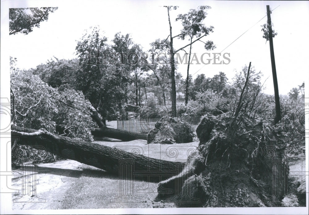 1968 Detroit Zoo Storm Damage Uprooted Tree - Historic Images